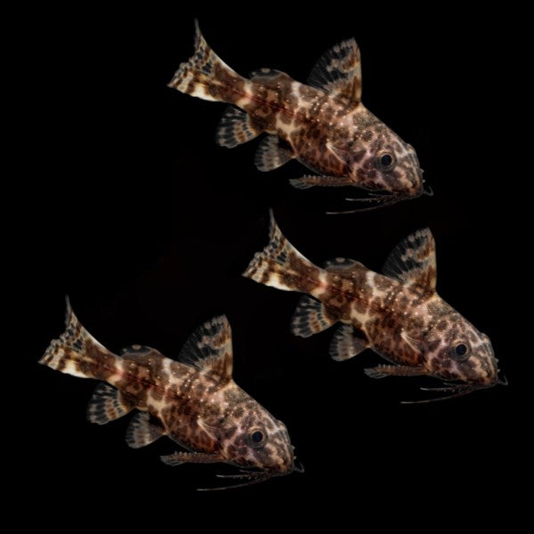 Upside Down Catfish (3ct)