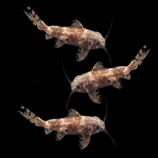Upside Down Catfish (3ct)