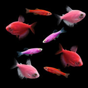 GloFish® Valentine Set (8ct)
