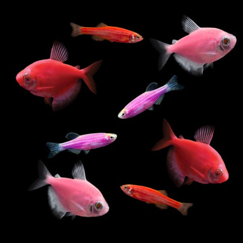 GloFish® Valentine Set (8ct)