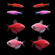 GloFish® Valentine Set (8ct)