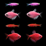 GloFish® Valentine Set (8ct)