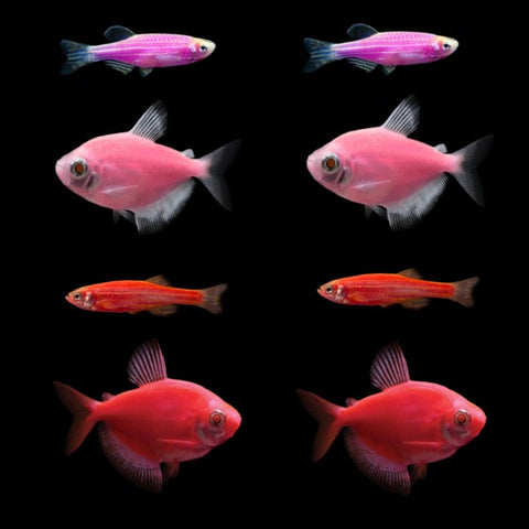 GloFish® Valentine Set (8ct)