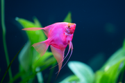 GloFish® Angelfish Plants