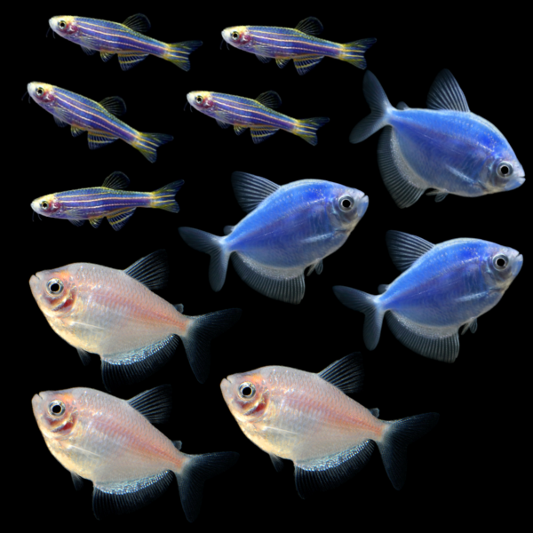 GloFish® Winter Collection (11 ct)