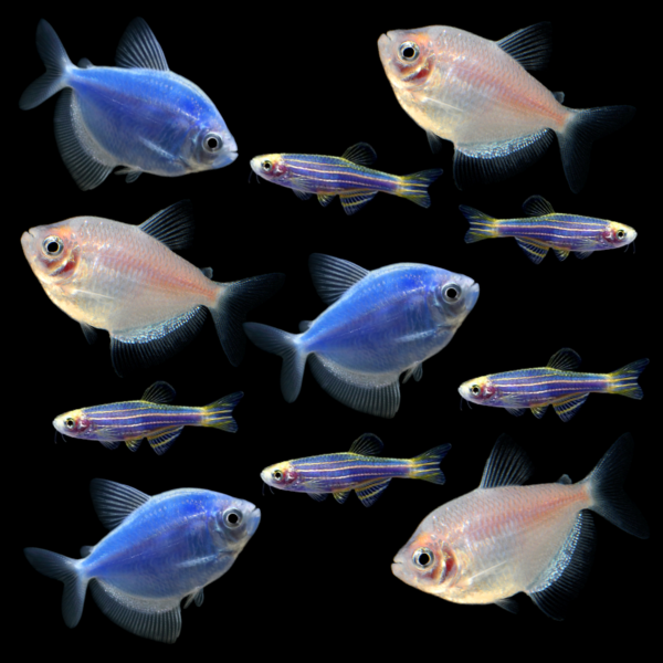 GloFish® Winter Collection (11 ct)