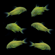 GloFish®  Corydoras Catfish Single Color Set (6ct)