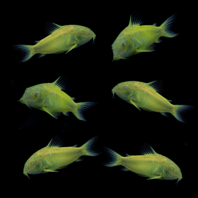 GloFish® Celestial Yellow® Corydoras Catfish 6pk