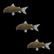 Albino Corydoras Catfish Set (3ct)
