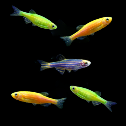 GloFish® Mixed Zebra Danio Set (5ct)