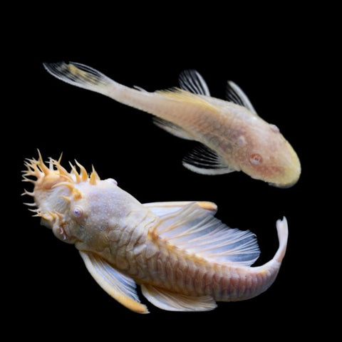 Albino Bushy Nose Pleco Breeding Pair