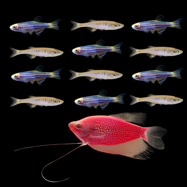 Six Electric Blue® GloFish® Danios in rows alternating with six Lake Inle Danios. All above a Starfire Red® GloFish® Pearl Gourami