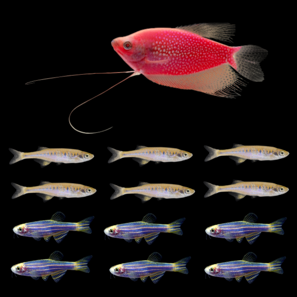 A Starfire Red® GloFish® Pearl Gourami swims above six Lake Inle Danios in two rows above six Electric Blue® GloFish® danios