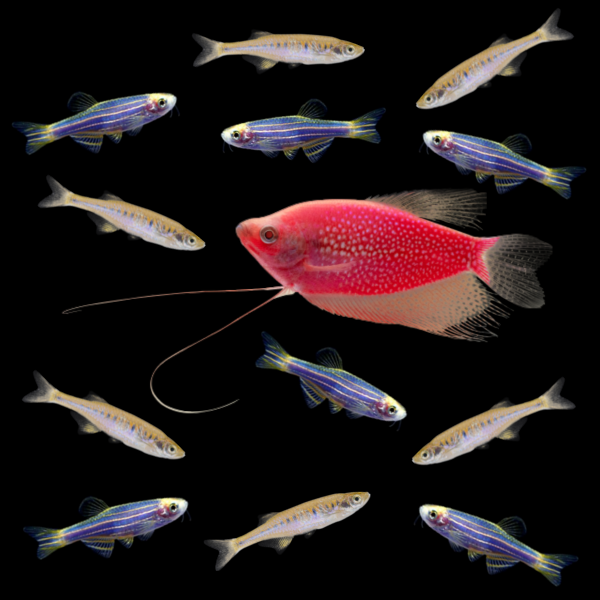 A Starfire Red® GloFish® Pearl Gourami swims amongst six Electric Blue® GloFish® Danios and six Lake Inle Danios