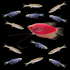 A Starfire Red® GloFish® Pearl Gourami swims amongst six Electric Blue® GloFish® Danios and six Lake Inle Danios