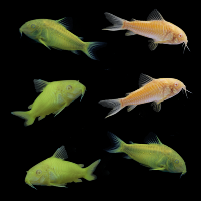 GloFish® Corydoras Mixed Set 