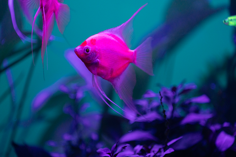 GloFish® Angelfish Purple Plant