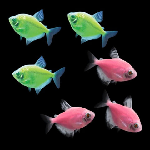 GloFish® Skirt Tetra Tulip Set (6ct)
