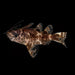 Upside Down Catfish