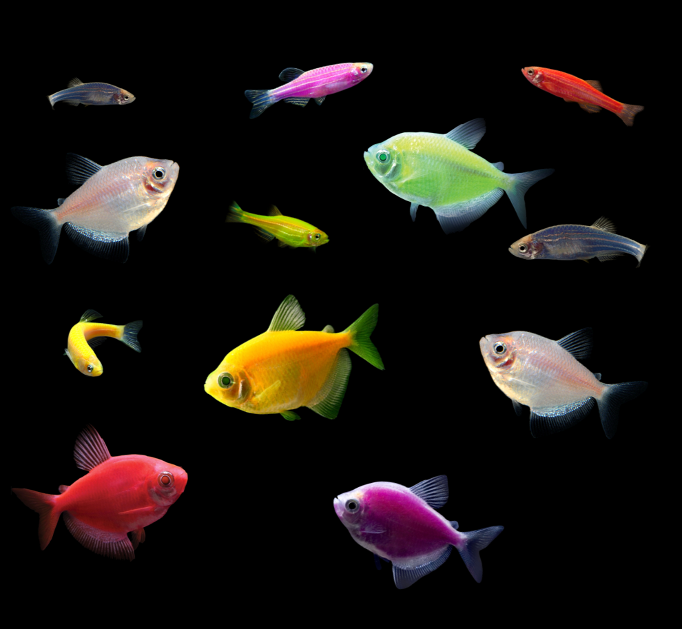 GloFish® 10G Danio Tetra Set (12ct) for Beginners GloFish®