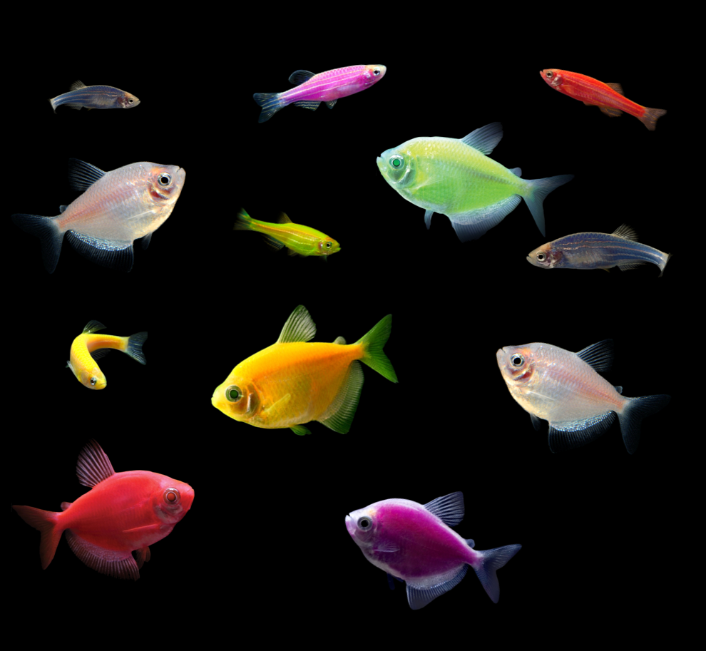 GloFish® 10G Danio &amp; Tetra Set (12ct) - GloFish®