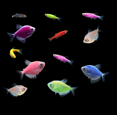 GloFish® Spring Collection  Buy GloFish Online - GloFish®