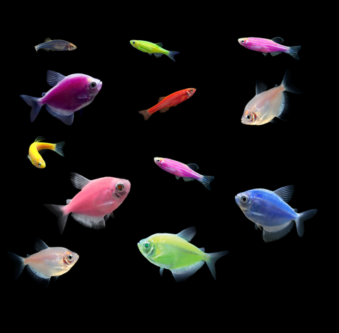 GloFish 10 Gallon Community Danio Tetra 12ct Collection GloFish