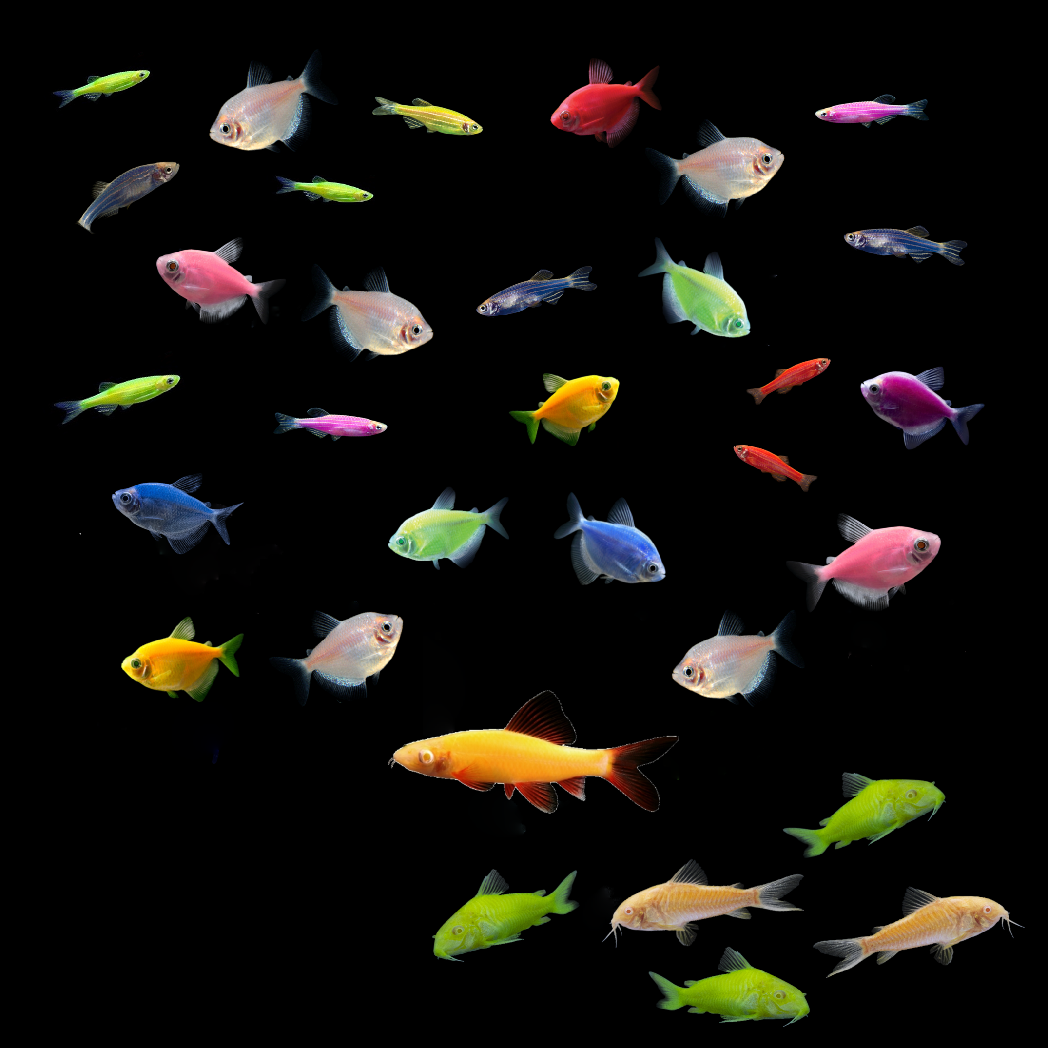 GloFish® 55G Community Danio-Tetra-Shark 31ct Collection - GloFish®