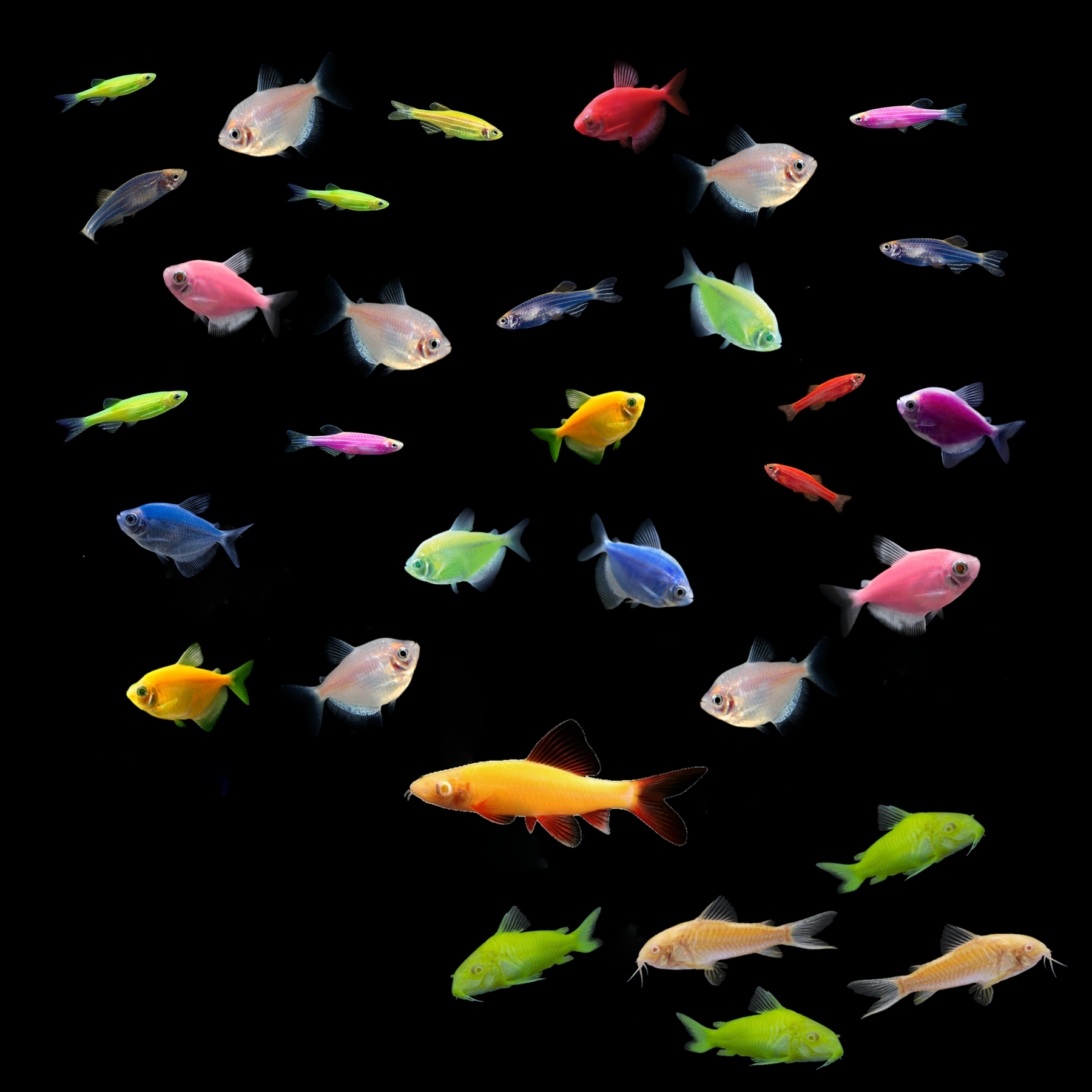 GloFish® 55G Community Danio-Tetra-Shark 31ct Collection