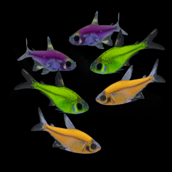 Assorted GloFish® Pristella Tetra 6pk (pristella maxilaris) - GloFish®