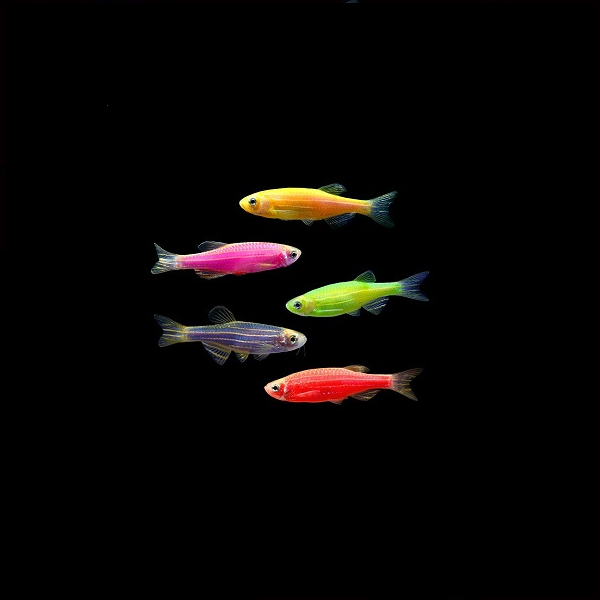 GloFish® Mixed Zebra Danio Set (5ct)
