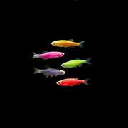 Small Assorted GloFish® Zebra Danio Collection 5pk