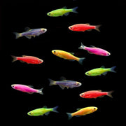 Assorted GloFish® Zebra Danio Dozen Collection