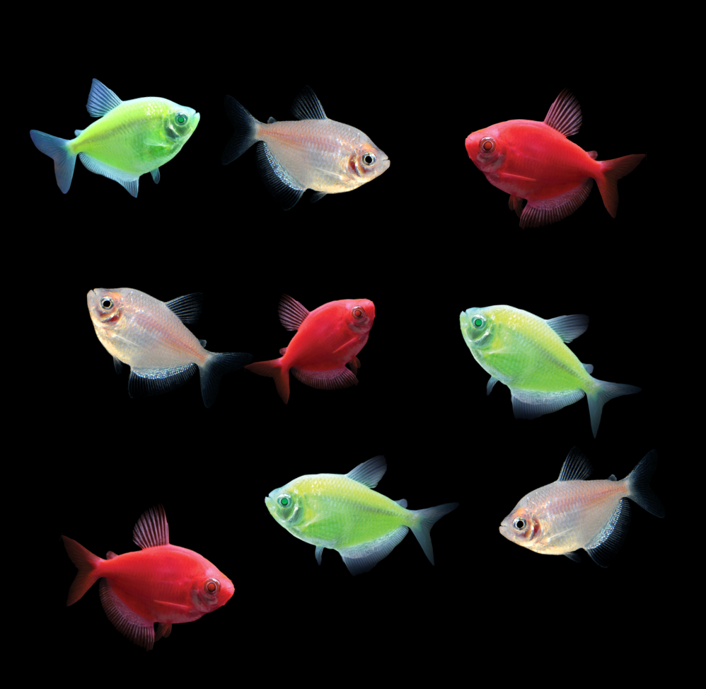 Christmas Tetra Collection