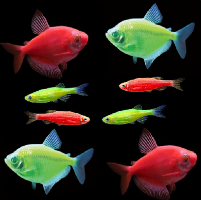 Small glofish deals