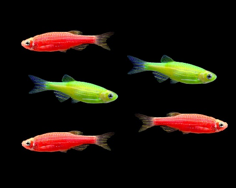 Glofish danio care hot sale