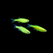 Electric Green GloFish® Zebra Danio 3pk