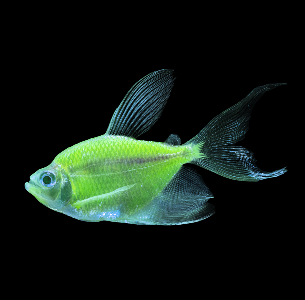 GloFish Christmas Long Fin Tetra Set 9ct GloFish