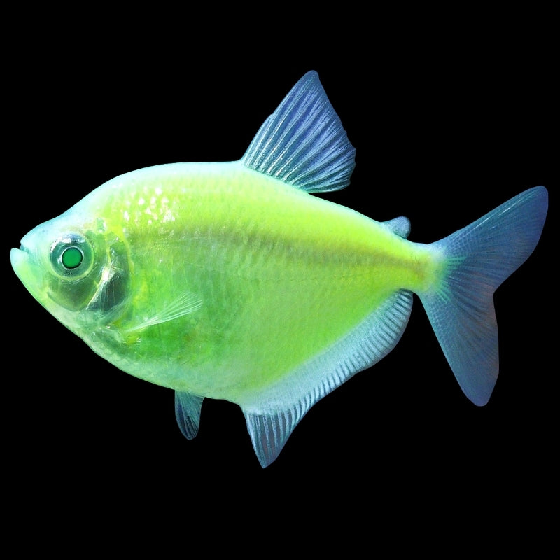 Green Tetra