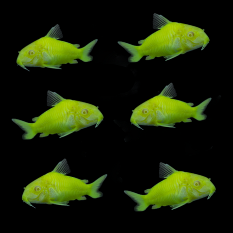 Electric Green® Corydoras Catfish 6pk