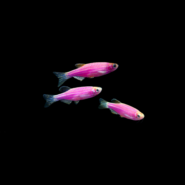 Glofish online danio care