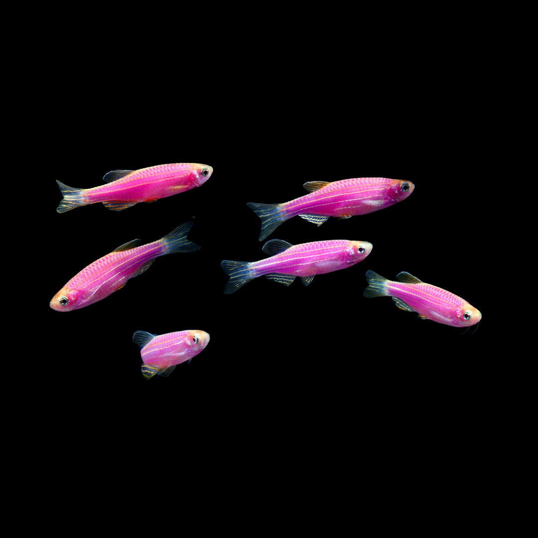 GloFish Zebra Danio Galactic Purple GloFish