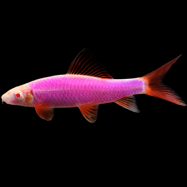 GloFish Rainbow Shark Add on Galactic Purple GloFish