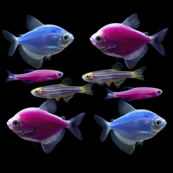  GloFish Live Fish Collections (Tetra Basic) : Pet Supplies