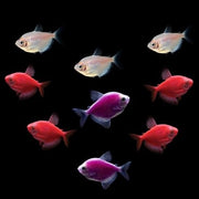 GloFish® Valentine's Deluxe Set