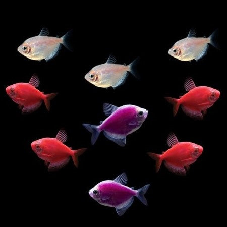GloFish® Valentine's Deluxe Set