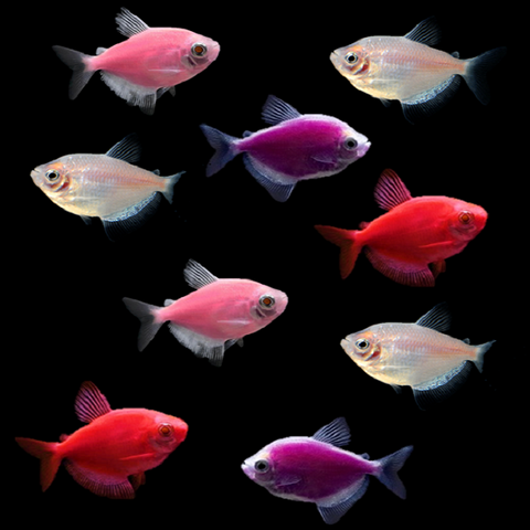 GloFish® Valentine's Deluxe Set