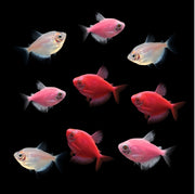 GloFish® Valentine's Deluxe Set