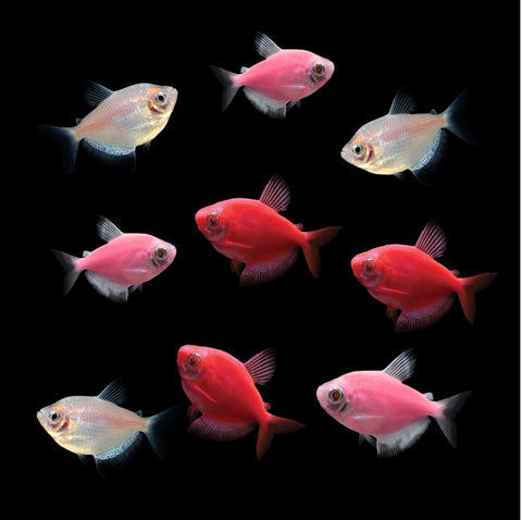 GloFish® Valentine's Deluxe Set