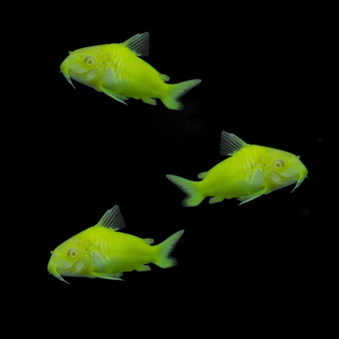 Electric Green® Corydoras Catfish Add-on 3pk